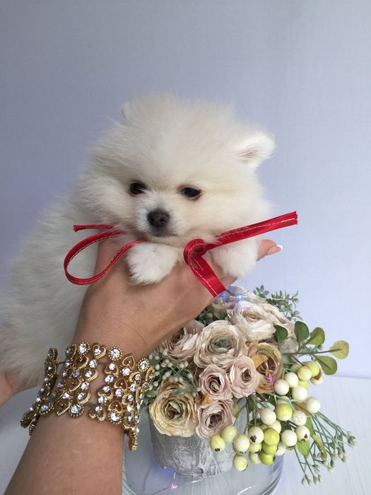 Шпіци VIP  Хлопчики та Дівчатка)