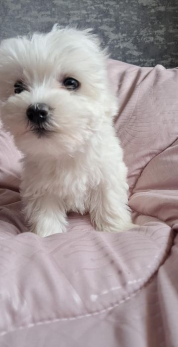 Maltańczyk Maltańczyk