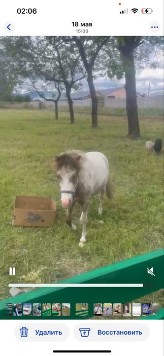 Кінь Поні ! Коник