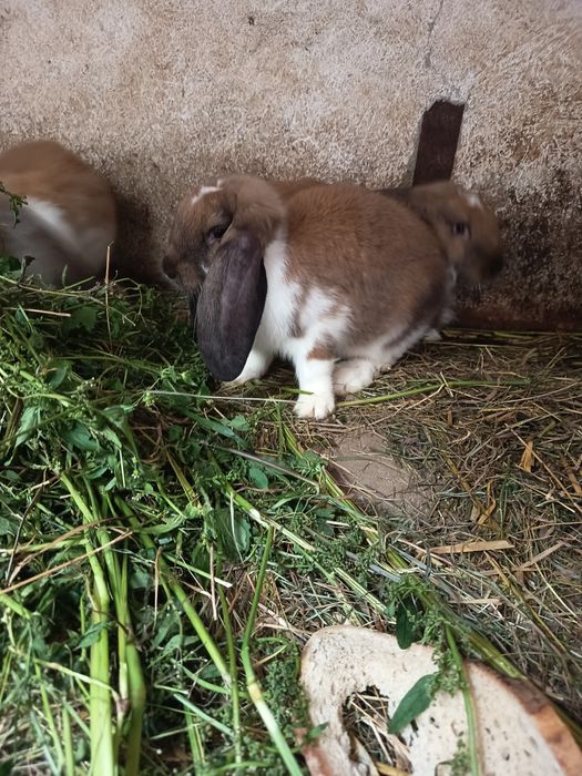 Kroliki Barany francuskie