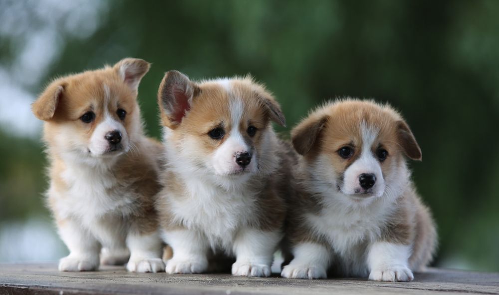 Вельш коргі пемброк