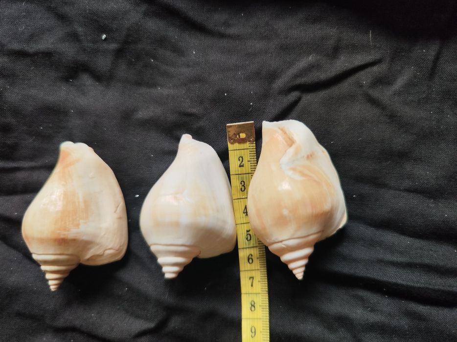 Conjunto de 3 búzios