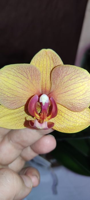 Орхідея Фаленопсис Gold brick