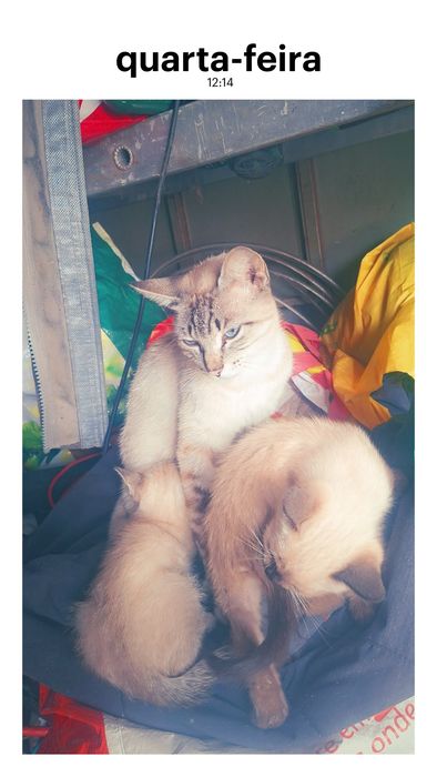 Ofereco gatinhos ciameses  igem por telefone