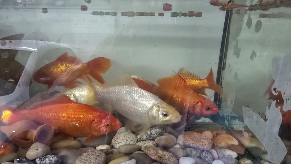 Peixes Vermelhos e brancos