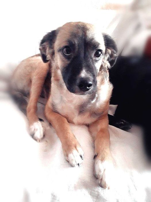 Срочно ищем любящих и ответственных хозяев!