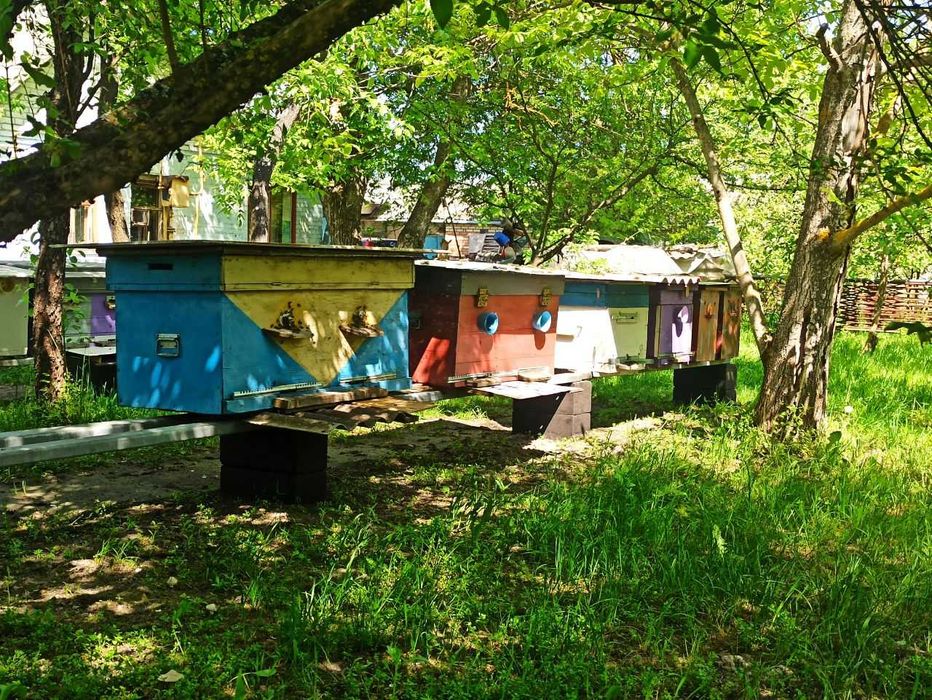 Продаю отводки, бджолопакети, рамки, сiм'ї з вуликами, матки