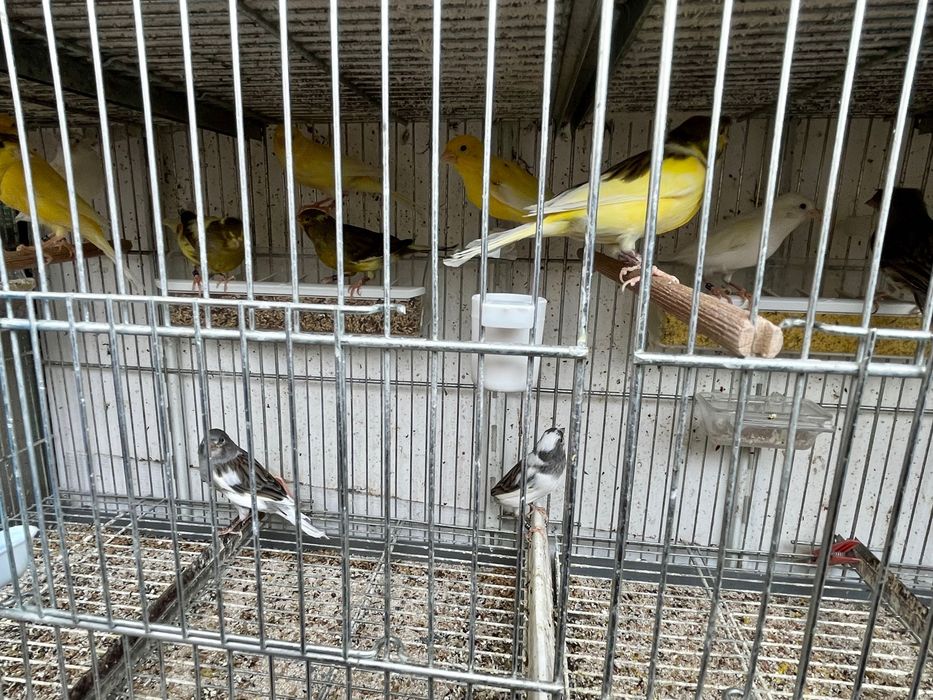 Canario timbrado español Foe, linha de concurso