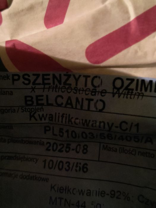 Pszenżyto po centrali odmiana  Belcanto, pszenica i owies