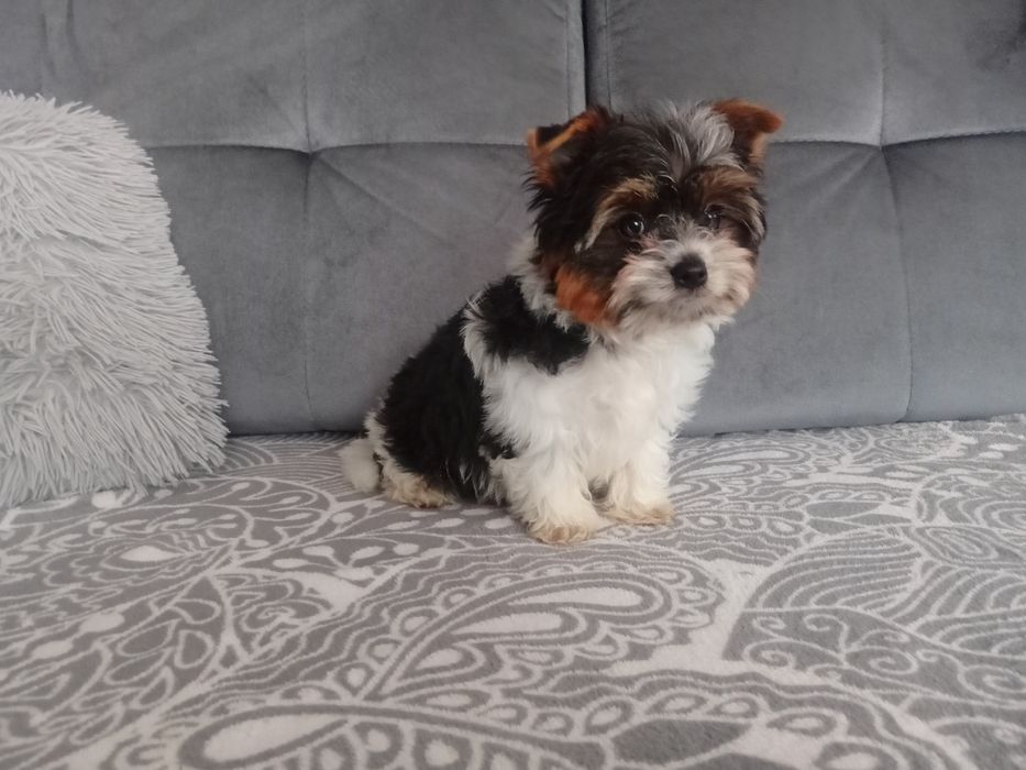 Yorkshire terrier biewer