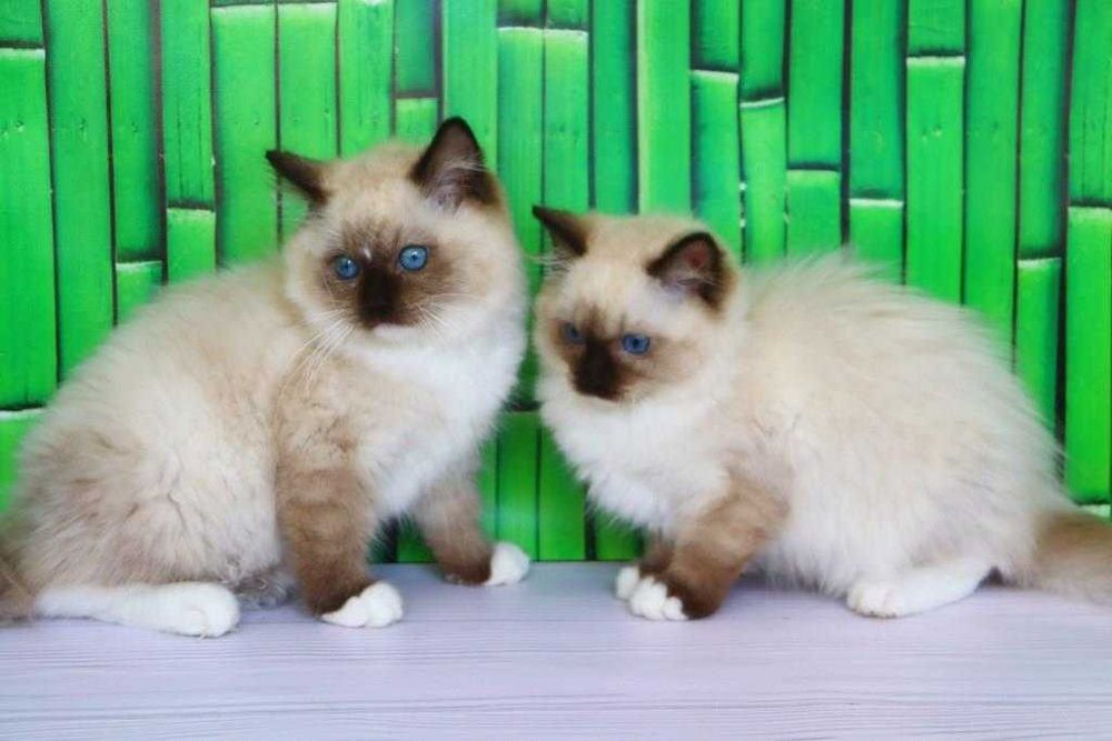 Регдоли-найкращі компаньони та друзі