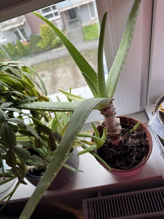 Zamienię - Duży aloes Aloe Vera + 2 szczepy  sadzonek do rozsady