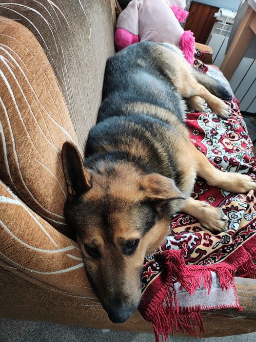 Szarik do adopcji na cito