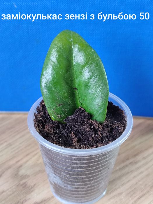 Заміокулькас чорний равен, лавровий лист, каламондин ,манго