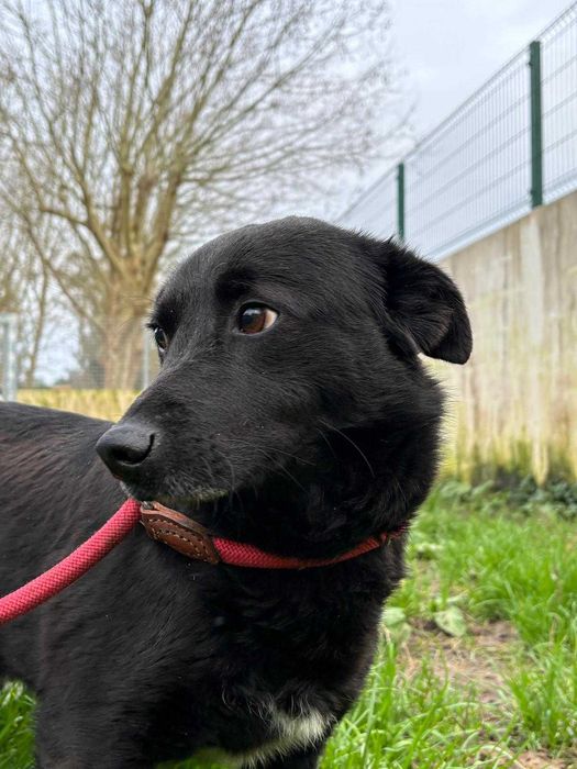 Cao para adoçao (Mickey)