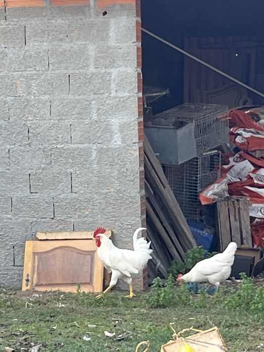 Coquichas Brancas !!