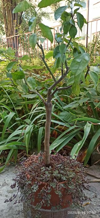 Лимони, мандарини , кумквати квітучі