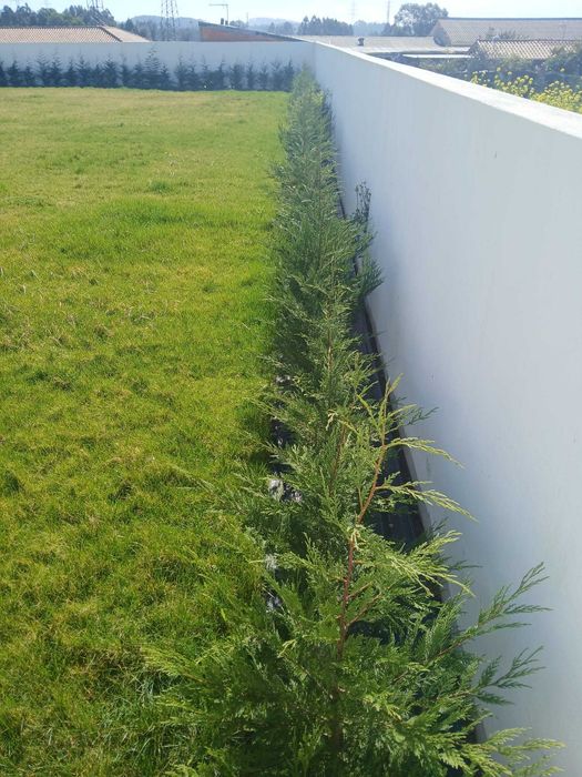 Leyland Cypress 90cm+