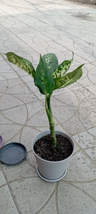 Дифенбахія вазон