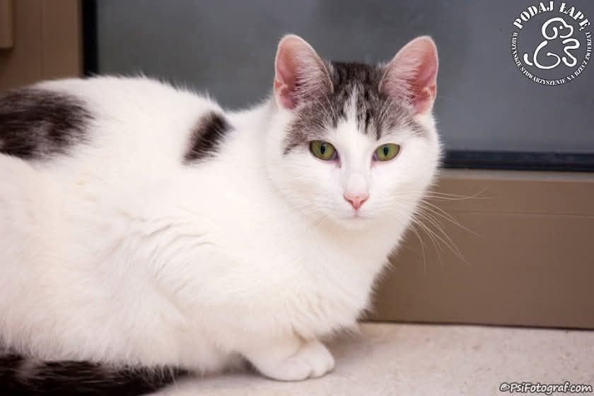 Słodki Diego czeka na adopcje