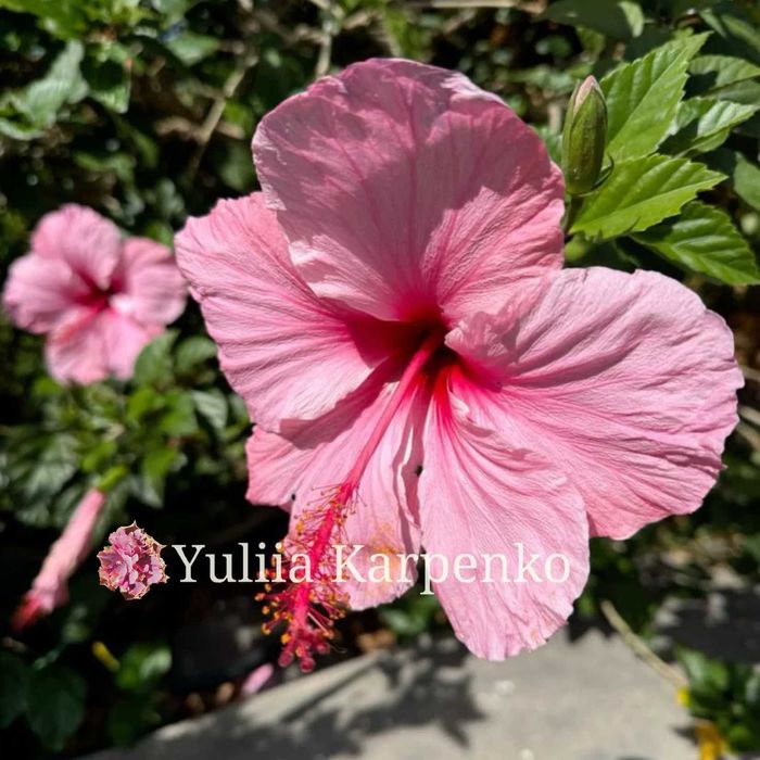 Вкорінені кущі Гібіскус рожевий великі квіти сортовий гибискус розовый