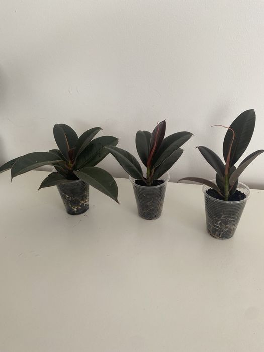 Фікус робуста еластік