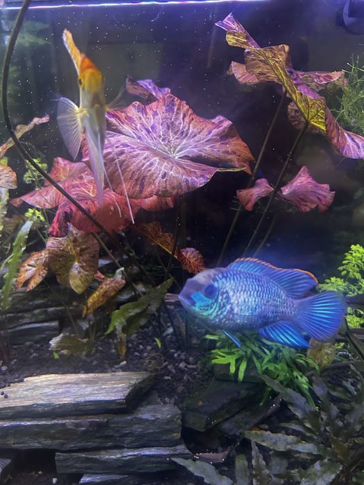 Plantas de aquário nymphaea Lotus Red