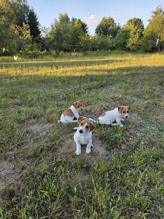 Szczeniak Jack Russell Terrier