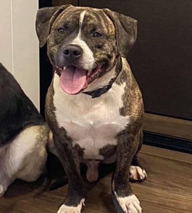 Сильний та гарний пес в надійні і відповідальні руки!