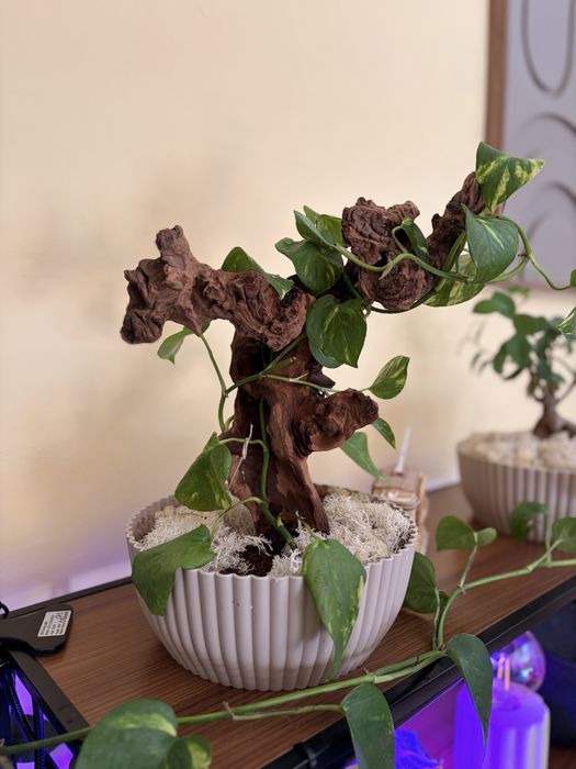 Planta jiboia em tronco