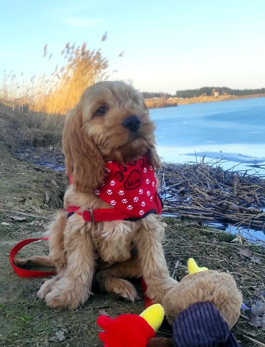 Piesek Cockapoo & pudel