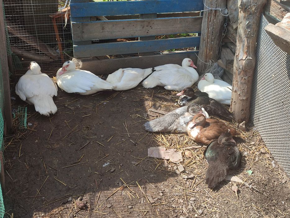 Kaczki francuskie różne kolory.