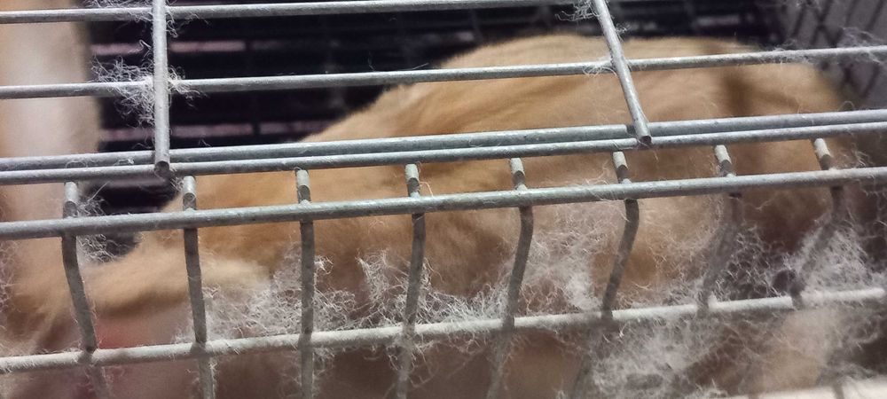 Vendo coelhos de raça grande