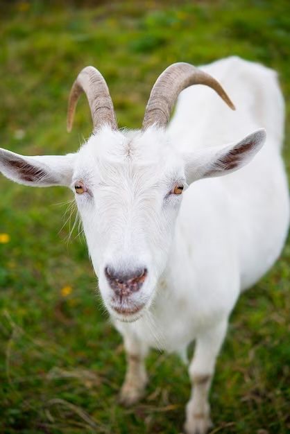 Козёл продам , молодой