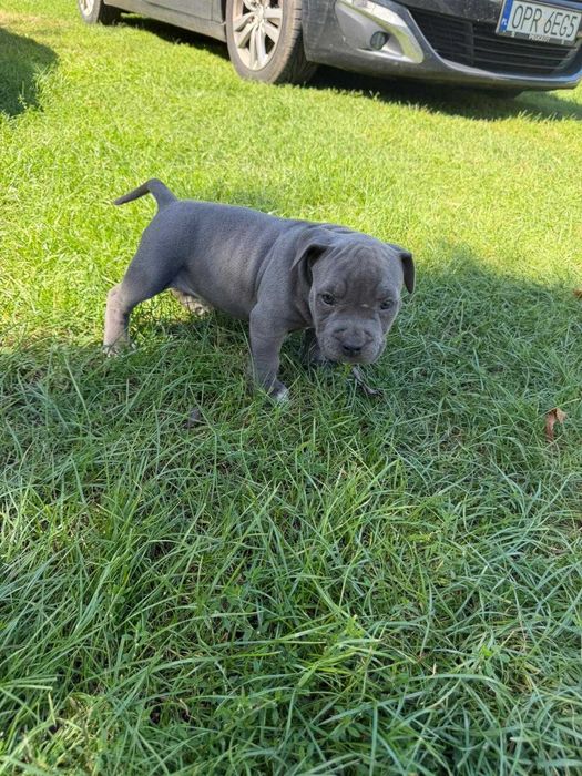 Amstaff American Staffordshire Terrier blue capp