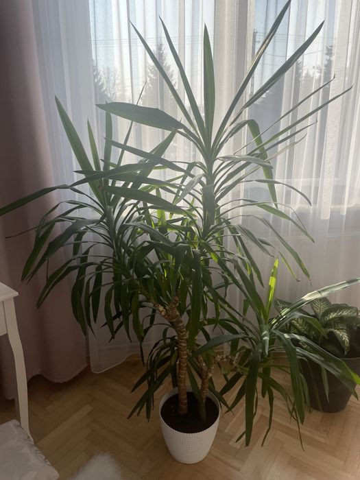 Roślina doniczkowa , Yuka