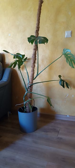 Duża monstera 150 cm  z doniczką