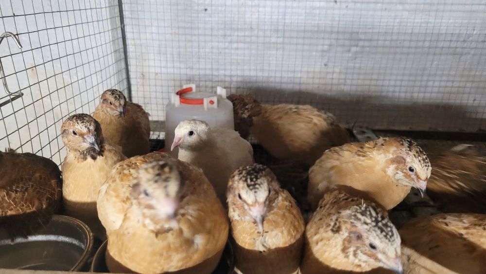 Przepiórka mandżurska złota koguty