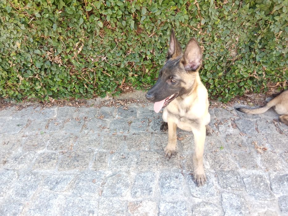 Pastor Belga Malinois fêmea