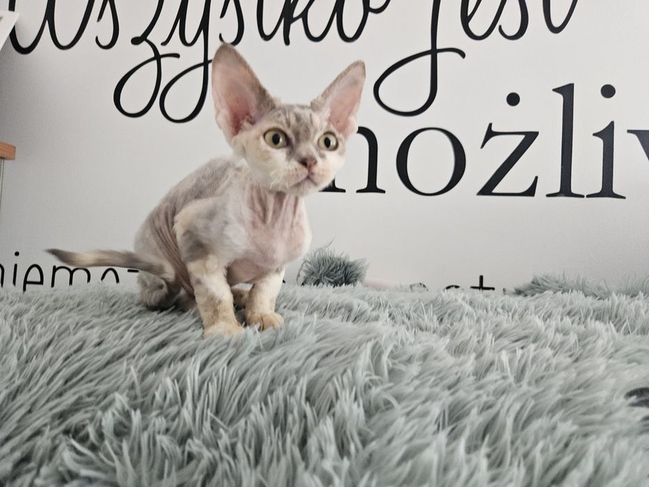 Szylkretowa dziewczynka Devon rex