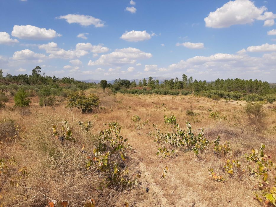 Terreno Rústico com Vinha (3.640 m²) – Salgueiro do Campo, Castelo Branco