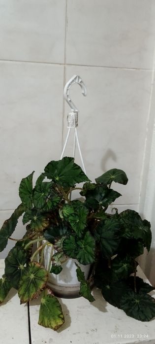 Бегония декоративно-лиственная