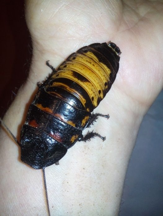 Мадагаскарский таракан