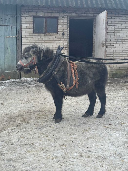 Kucyk ogier sprzedam