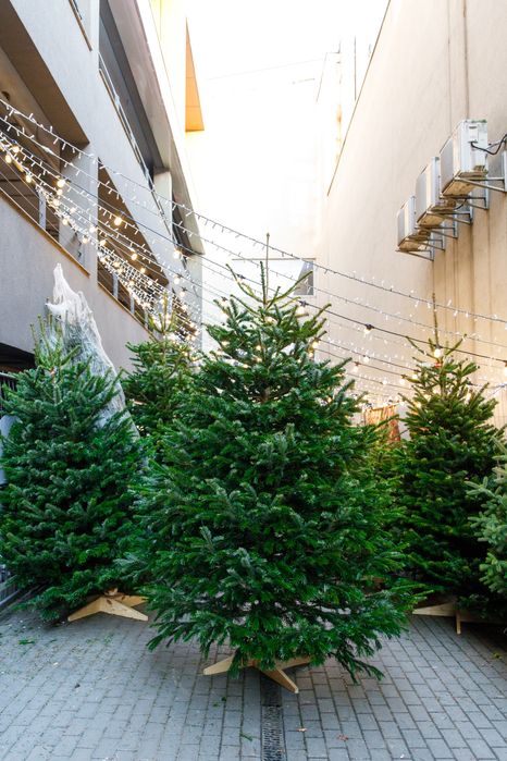 Жива різдвяна ялинка Нордмана - Преміум ялиця Нордмана 2.50-3.00 м