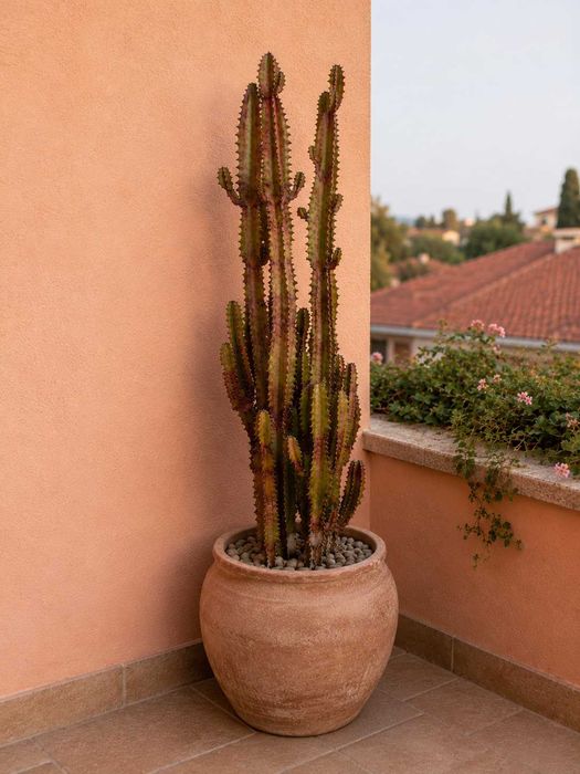 Cacto/Euphorbia Trigona Rubra – exemplar adulto com cerca de 1,2 m