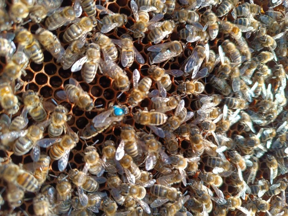 Matki pszczele, odkłady pszczele