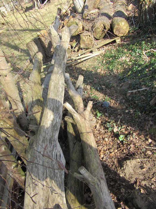 Drzewo dab do opalu i meblarstwa