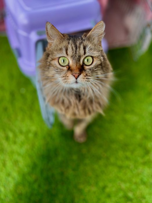 Киця в добрі руки кішка безкоштовно кошка бесплатно