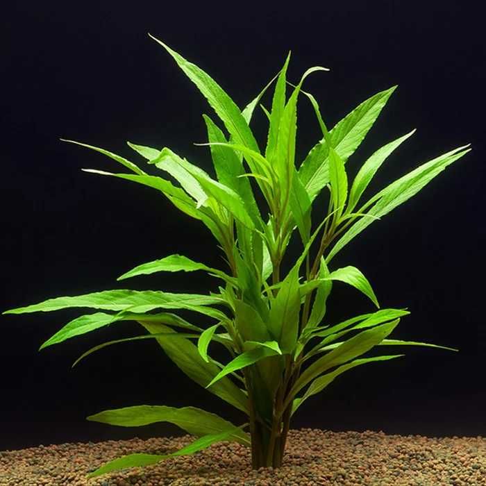 Rośliny akwariowe Nadwódka (Hygrophila)